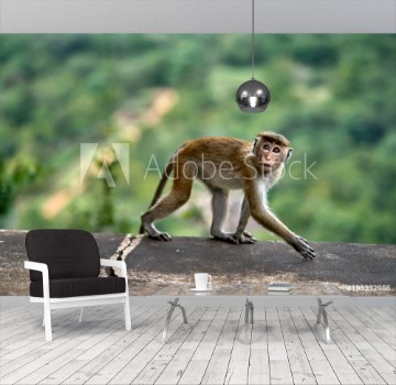 Picture of Macaca monkey outdoors